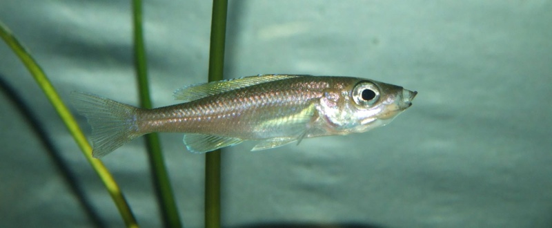Cyprichromis leptosoma 'Utinta'